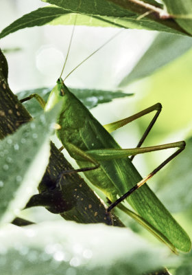 katydid female