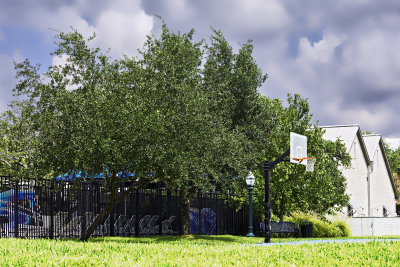 SSP pool Con brace of Live Oaks