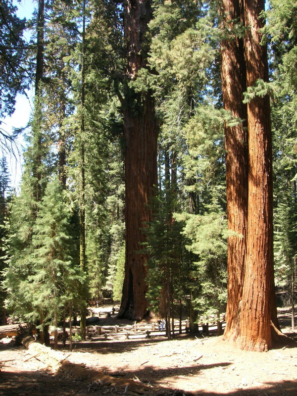 Fir and Sequoia