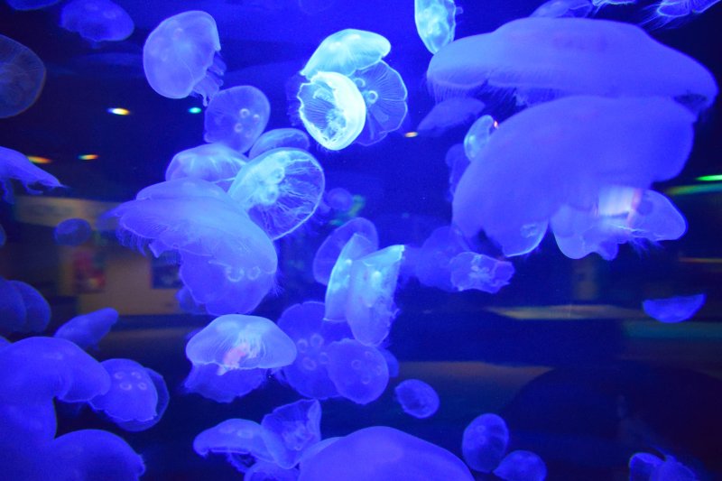 Vancouver Aquarium