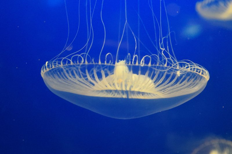 Vancouver Aquarium