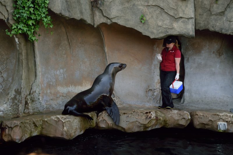 Vancouver Aquarium - Sea Lion Training