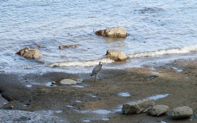 Little Blue Heron
