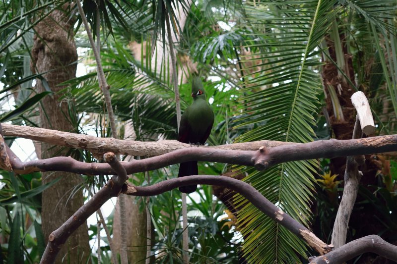 Bloedel Conservatory