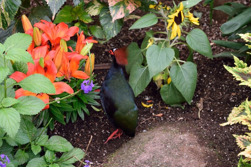 Bloedel Conservatory
