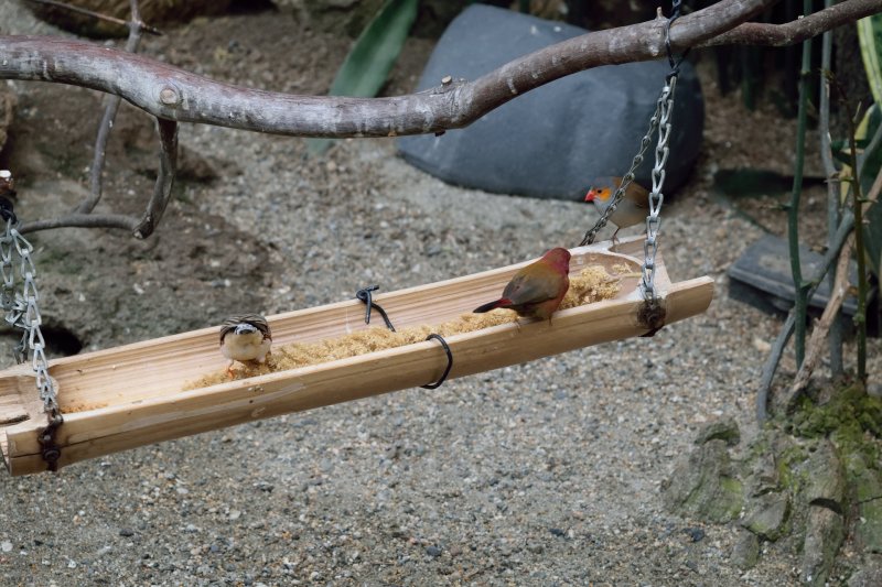 Bloedel Conservatory