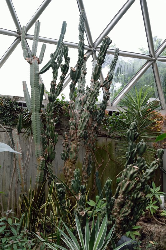 Bloedel Conservatory
