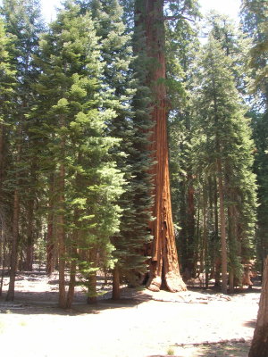 Fir and Sequoia