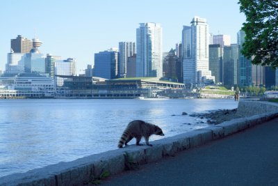 Raccoon Returns From Fishing Junket