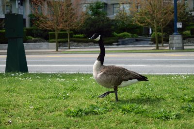 Canada Goose