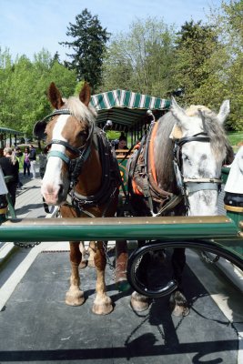 Friendly Horses