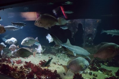 Vancouver Aquarium