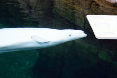 Vancouver Aquarium - Beluga Whale