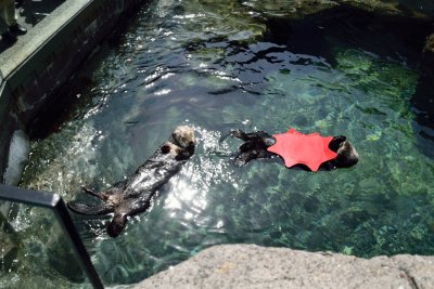 Vancouver Aquarium - Sea Otters