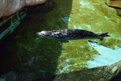 Vancouver Aquarium - Harbour Seal