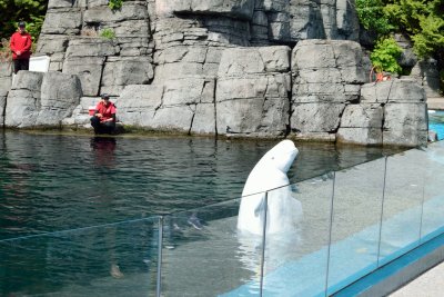 Vancouver Aquarium - Beluga Training