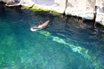 Vancouver Aquarium - Sea Lion