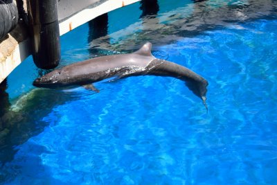 Vancouver Aquarium - False Killer Whale