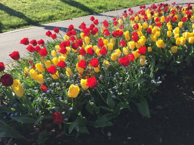 Tulips