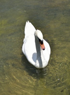 Swan