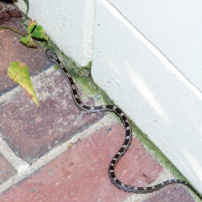 snake-1-cropped-11-x-11.jpg