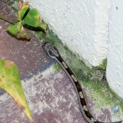 snake-1-cropped-close.jpg