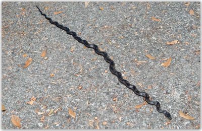 snake-2-wide-view.jpg