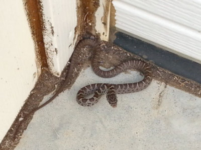 Small snake near the house