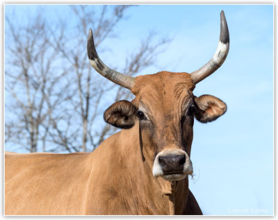 Long-horn-cow.jpg