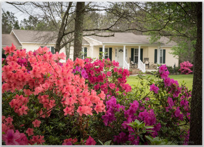 Azaleas March 2016