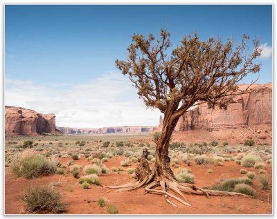 Ancient Tree In Monument Valley