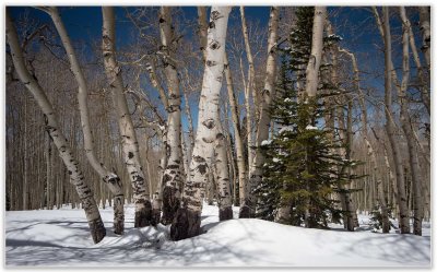 Aspens in the snow in the mountains near Moab, Ut.