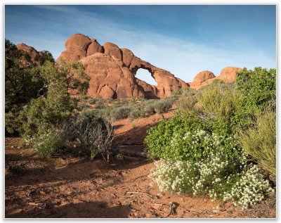 Plant Life In Arches N.P.