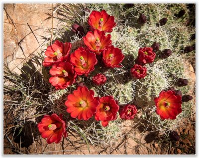 Desert Flowers in Utah