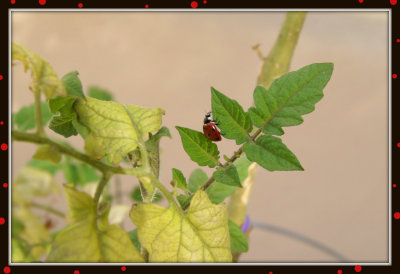October Ladybug