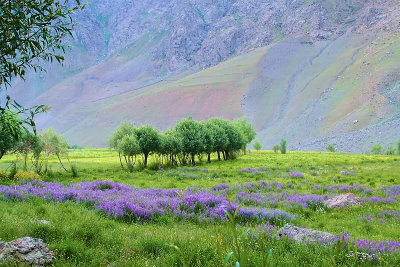 Himalayan Valley