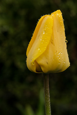 Tulip 121ww.jpg
