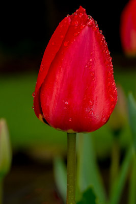 XE1 Tulip in rain 153ww.jpg