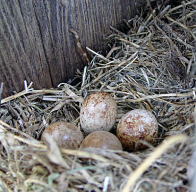 Kestrel eggs