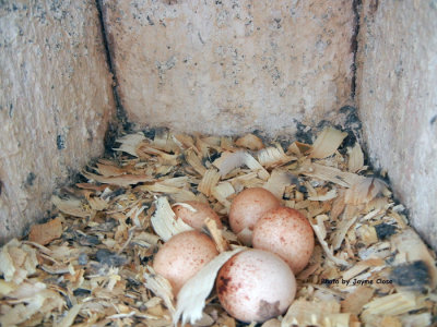 Four eggs on pine shavings.
