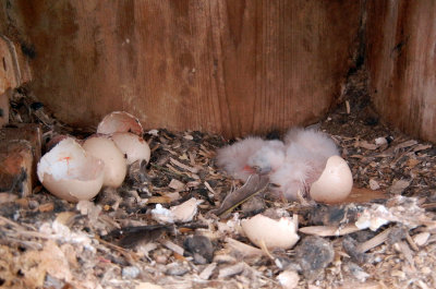 One egg, four newly hatched kestrels