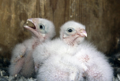 Five day old falcons