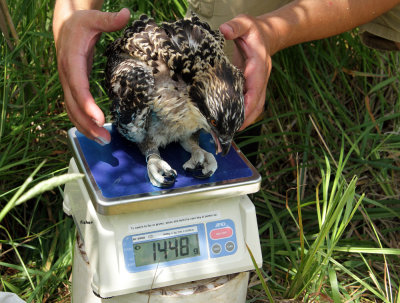 This chick weighed #1448 grams.   
