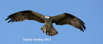 This is the banded female in the park in New London.