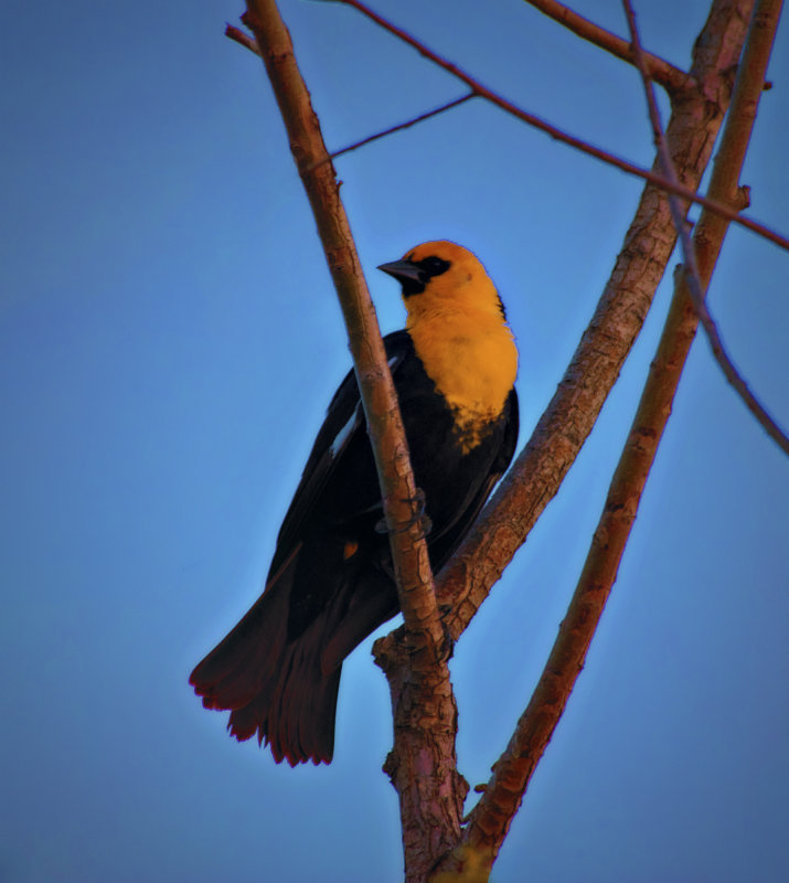 Black Bird Dressed for the Occasion