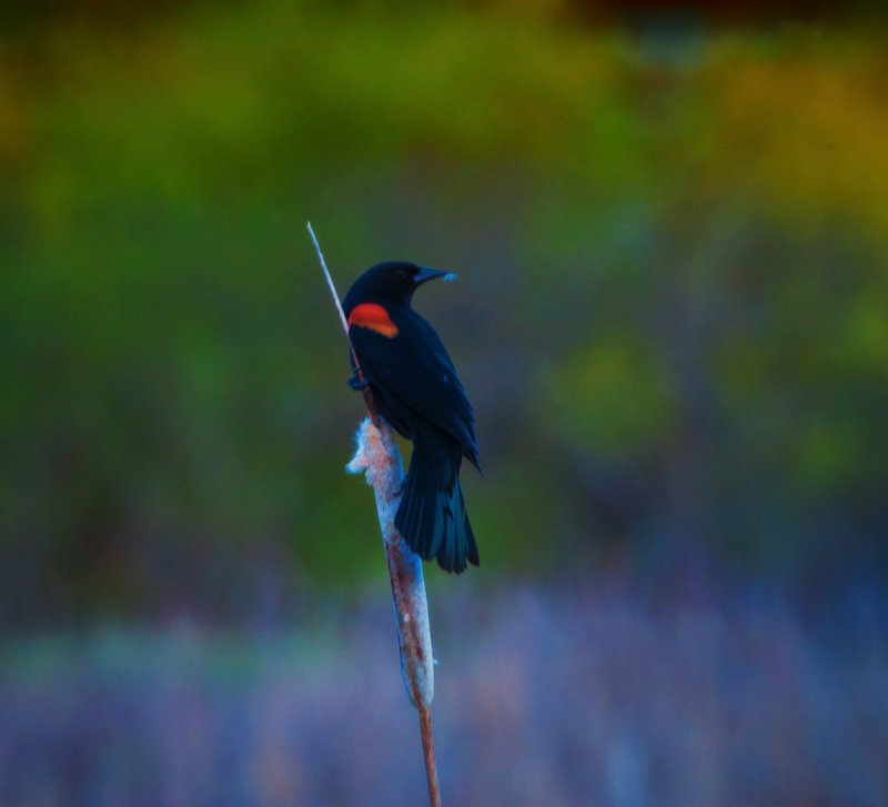 The RedWing Black Bird