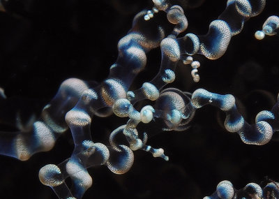 Corkscrew anemone close-up