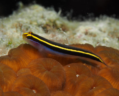 Yellow Lined Goby -Large Image