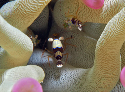 Harlequin Shrimp