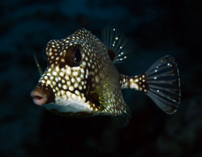 Smooth Trunkfish